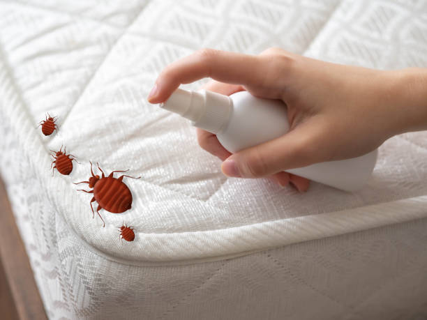 Best Termite Control Services  in Haven, KS