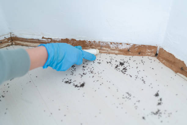 Reliable Haven, KS Pest Control Solutions